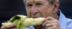 Bush and Corn